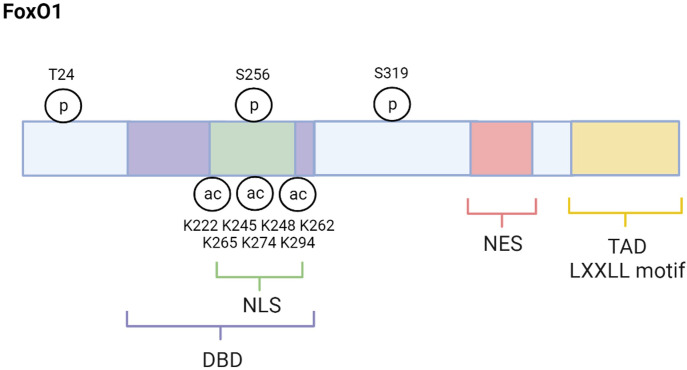 Figure 1