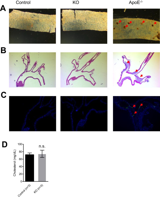 Figure 2—figure supplement 2.