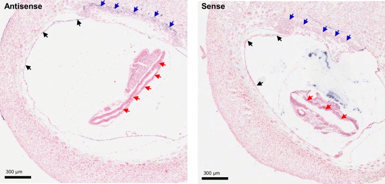 Figure 1—figure supplement 1.