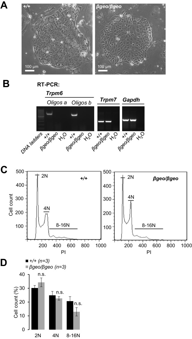 Figure 6—figure supplement 1.