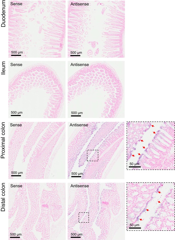 Figure 5—figure supplement 1.