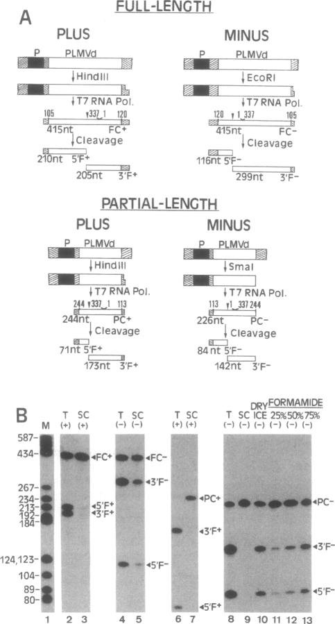 graphic file with name pnas01083-0054-a.jpg