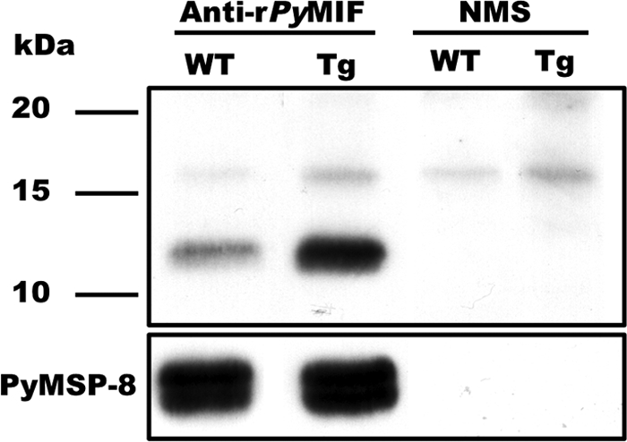 FIG. 5.