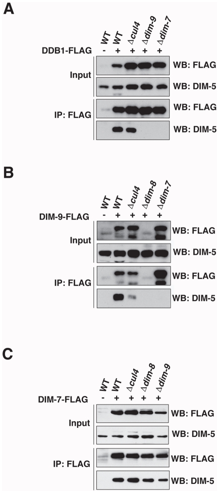 Figure 5