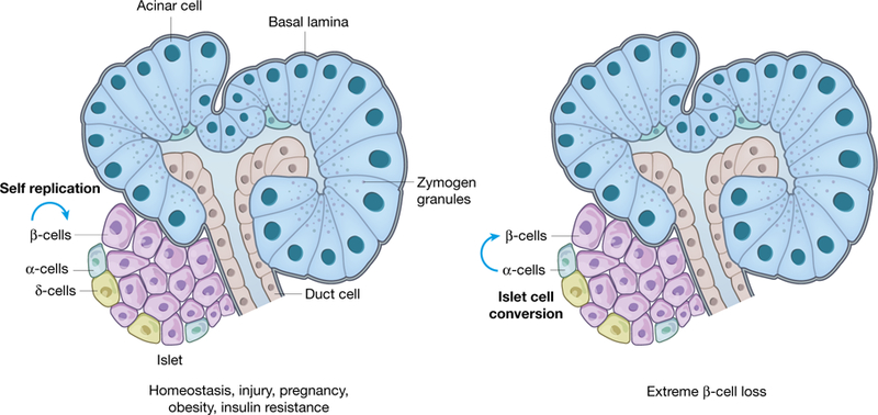 Fig. 1 |