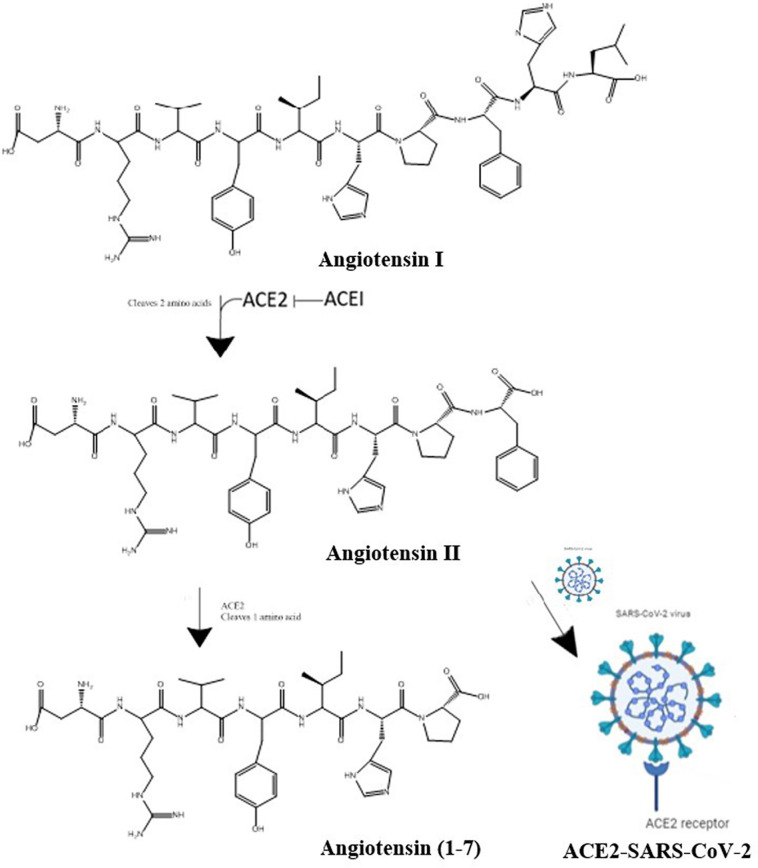 Fig. 13