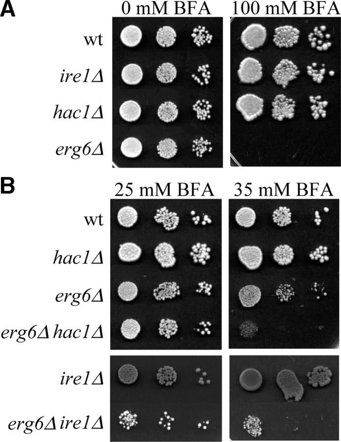 Figure 4.—