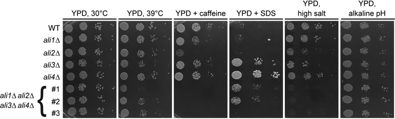 FIG 6