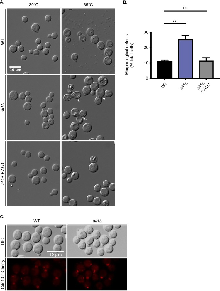 FIG 3