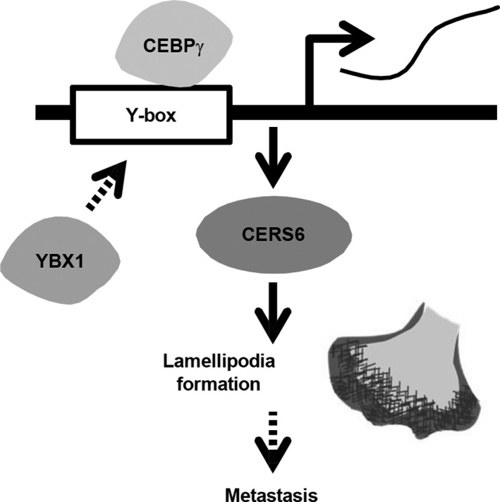 FIGURE 6