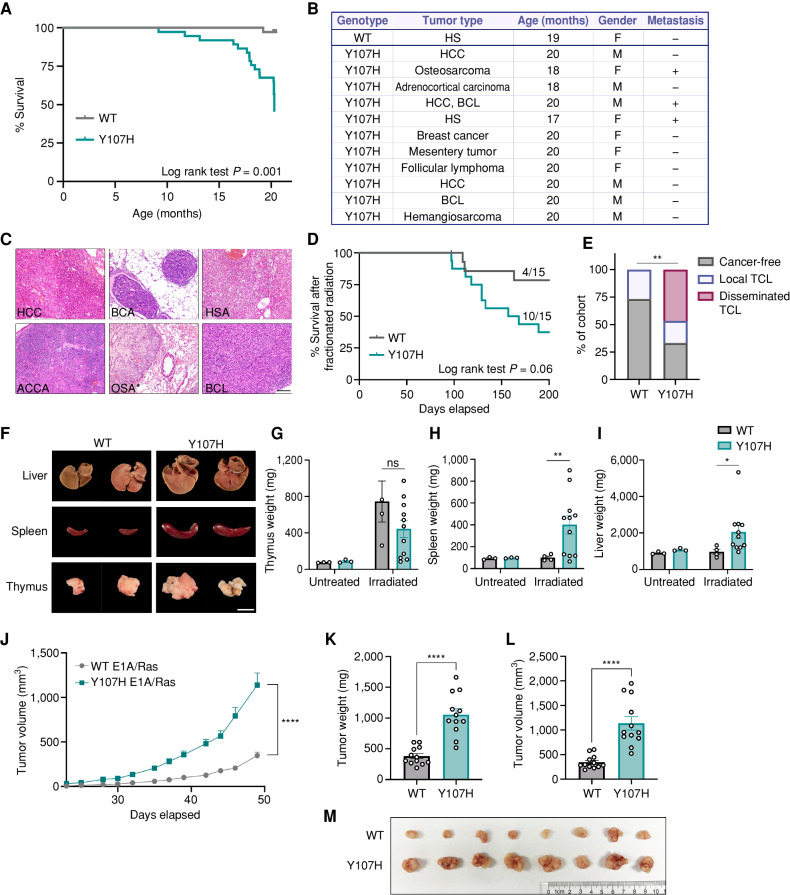 Figure 4. Y107H mice show significantly increased cancer risk. A, Kaplan–Meier analysis of survival between Hupki WT p53 (n = 36) and Y107H mice (n = 35). P = 0.001 using a log-rank test. B, Summary of cancer incidence in Hupki WT and Y107H mice. Data are representative of 36 WT and 35 Y107H mice. BCL, B-cell lymphoma; HCC, hepatocellular carcinoma; HS, histiocytic sarcoma. C, Hematoxylin and eosin staining of tumors from the Y107H mouse. Top left, HCC in the liver. Top middle, breast carcinoma (BCA). Top right, hemangiosarcoma (HSA) within the liver. Bottom left, adrenocortical carcinoma (ACCA). Bottom middle, osteosarcoma (OSA) metastasized to the lung. (The * indicates it is not the primary tumor site but a metastatic lesion in the lung.) Bottom right, BCL in an enlarged lymph node. Scale bar, 100 μm. D, Kaplan–Meier analysis of survival between WT (n = 15) and Y107H (n = 15) mice after fractionated radiation. P = 0.06 using the log-rank test. E, Proportion of WT and Y107H mice that underwent fractionated radiation with thymic tumors. Analyzed proportion of mice with disseminated lymphoma using Fisher exact test; **, P = 0.008. TCL, T-cell lymphoma. F, Representative images of liver, spleen, and thymus sizes at the time of harvest in Y107H mice compared with WT following fractionated radiotherapy. Scale bar, 80 mm. G–I, Mean weights ± SEM of thymus (G), spleen (H), and liver (I) tissue from healthy age-matched mice or mice that underwent fractionated radiotherapy. J, Tumor growth of E1A/Ras-transformed MEFs with WT p53 (n = 12) or the Y107H variant (n = 12) subcutaneously injected into NOD scid gamma mice. K–M, Tumor weights (K), tumor volumes (L), and representative tumor sizes (M) from WT and Y107H E1A/Ras xenografts, shown as mean weights ± SEM. *, P < 0.05; **, P < 0.01; ****, P < 0.0001; ns, not significant, two-tailed paired t test with Welch correction.