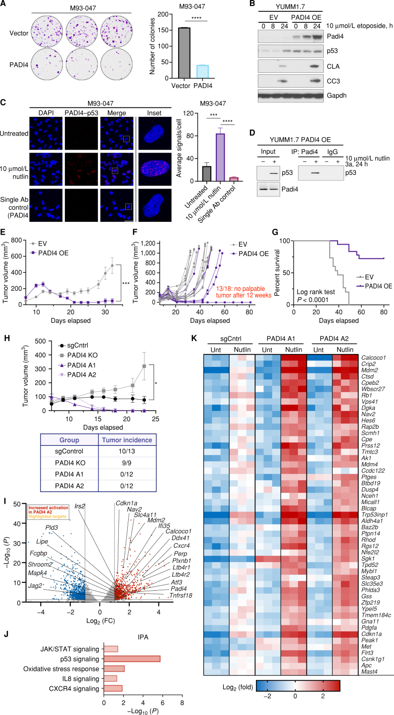 Figure 6. PADI4 interacts with p53 and has tumor-suppressive properties. A, Colony formation assays in M93-047 cells transfected with CMV vector alone or expression construct containing WT PADI4. Quantification of mean colony number ± SD of triplicate wells from the same experiment. B, YUMM1.7 cells were stably transfected with CMV vector alone or an expression construct containing WT murine PADI4. Cells were treated with 10 μmol/L etoposide for the indicated time points and subjected to Western blot analysis. EV, empty vector; OE, overexpression. C, M93-047 cells were treated with 10 μmol/L nutlin for 24 hours, and PADI4–p53 interaction was assessed using a proximity ligation assay. White boxes denote the enlarged insets. Scale bar, 50 μm. Quantification of the average number of proximity ligation assay signals per cell is expressed as mean ± SD. n = 6 random fields of view (>100 cells). Ab, antibody. D, Immunoprecipitation (IP) of PADI4 from YUMM1.7 cells with stable transfection of murine PADI4 after treatment with vehicle or 10 μmol/L nutlin for 24 hours. Immunoprecipitation of PADI4- or IgG-negative control was followed by immunoblotting for p53. E–G, Tumor volumes (E), spider plots (F), and survival curve (G) of YUMM1.7 cells with stable transfection of vector (n = 16) or PADI4 (n = 18) subcutaneously injected into C57Bl/6 mice. For tumor volumes, data are represented as mean ± SEM. *, P < 0.05; ***, P < 0.001, two-tailed unpaired t test with Welch correction. Survival curve, P < 0.0001 using a log-rank test. H, Average tumor volumes of tumor-bearing C57Bl/6 mice subcutaneously injected with YUMM1.7 cells expressing CRISPR machinery for sgControl (n = 13), PADI4 KO (n = 9), or two independent pools of CRISPRa activation guides for PADI4 (n = 12 each). Bottom, tumor incidence for each group is shown in the table. Data, mean ± SEM. I, Volcano plot of differentially regulated genes between YUMM1.7 sgControl and PADI4 activation pool 2 treated with 10 μmol/L nutlin for 24 hours. Genes with significantly less responsive (blue) or more responsive (red) of at least 2-fold are highlighted. Selected genes are labeled. J, IPA of genes significantly increased in expression in response to nutlin in both PADI4 activation clones compared with sgControl as identified by RNA-seq. K, Heat map of top differentially expressed p53 target genes from YUMM1.7 sgControl and both PADI4 activation pools treated with 10 μmol/L nutlin for 24 hours. Columns indicate independent biological replicates (n = 3). Unt, untreated.