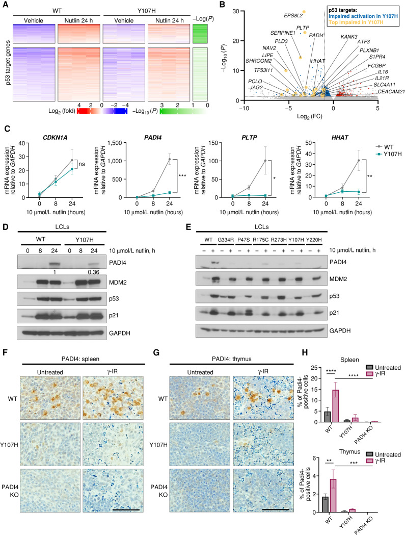 Figure 2. The Y107H variant is impaired for transactivation of a subset of p53 target genes, including PADI4, PLTP, and HHAT. A, Heat map of significantly upregulated p53 target genes from WT and Y107H LCLs in response to 10 μmol/L nutlin at 24 hours. Top, genes that are less responsive in Y107H. Columns, independent biological replicates (n = 3). B, Volcano plot of top differentially regulated genes between WT and Y107H LCLs treated with 10 μmol/L nutlin at 24 hours. Genes within the p53 pathway with significantly less response (blue) or more response (red) of at least 2-fold in Y107H vs. WT cells after nutlin treatment are highlighted. Selected p53 targets are highlighted and labeled (yellow). C, Quantitative PCR analysis of mean expression ± SD of CDKN1A (p21), PADI4, PLTP, and HHAT expression levels in WT and Y107H LCLs after 0, 8, and 24 hours of 10 μmol/L nutlin (n = 3 biological replicates). Expression is normalized to GAPDH. D, Western blot of PADI4 and the p53 target proteins indicated in WT and Y107H cells after 0, 8, and 24 hours of 10 μmol/L nutlin. Densitometry values are included for PADI4 protein levels at 24 hours of nutlin treatment, normalized to GAPDH. Analyses are representative of multiple independent replicates. E, Western blot of PADI4 and the p53 target proteins indicated in LCLs with WT p53 and multiple hypomorphic variants of p53. All lines are heterozygous for the hypomorph—that is, hypomorph/WT. R273H is a p53 hotspot mutant. Results are representative of at least 3 independent replicates. F and G, IHC from Hupki WT, Y107H, and PADI4 knockout (KO) mice irradiated with 5 Gy and analyzed after 4 hours (n = 3 mice per condition) and stained for PADI4 expression in the spleen (F) and thymus (G). Scale bar, 50 μm. H, Quantification of percent positive cells from IHC of WT, Y107H, and PADI4 KO mice in (F and G). γ-IR, gamma radiation. Averages ± SEM from at least three random images from n = 3 mice per condition. *, P < 0.05; **, P < 0.01; ***, P < 0.001; ****, P < 0.0001; ns, not significant, two-tailed unpaired t test.