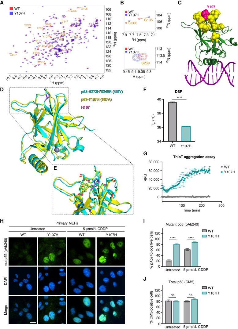 Figure 3. Y107H variant shows decreased thermal stability and increased propensity to misfold. A, NMR 1H-15N heteronuclear single quantum coherence spectra of WT (red) and Y107H (blue) core domain. Peaks exhibiting chemical shifts are labeled with the corresponding residue for all with available assignments. B, Insets of chemical shifts between WT and Y107H. C, Mapping residues with altered chemical shift (yellow) to the protein structure shows that altered residues are spatially grouped near the site of the Y107H mutation (Y107 shown in pink). DNA is included here to indicate the position of the DNA-binding site. D, Crystal structure of Y107H. Superposition of p53Y107H [yellow, Protein Data Bank (PDB): 8E7A] with p53R273H/S240R (cyan, PDB: 4IBY). Y107H mutation is shown in magenta. The Zn2+ ion is drawn as a gray sphere. E, Inset of H107 (magenta) environment in the p53Y107H structure. F, The Y107H mutation thermodynamically destabilizes the core domain, as measured via DSF. Mean Tm values ± SEM are shown (n = 4 technical replicates). ****, P < 0.0001, two-tailed unpaired t test. G, Aggregation kinetics of the core domain of WT and Y107H at 40°C using ThioT. Aggregation is monitored by relative fluorescence units (RFU) ± SEM to determine ThioT binding (n = 3 independent replicates). H, WT and Y107H primary MEFs were untreated or treated with 5 μmol/L cisplatin (CDDP) for 24 hours and analyzed by indirect immunofluorescence using mutant p53 conformation-specific antibody (pAb240). Scale bar, 25 μm. I and J, Quantification of the fraction of cells containing staining for mutant conformation (I; pAb240) and total (J; CM5) p53. Data are presented as mean ± SD. n = 25 random fields of view (>250 cells) from each of 2 independent experiments. ****, P < 0.0001; ns, not significant, one-way ANOVA followed by the Tukey multiple comparisons test.