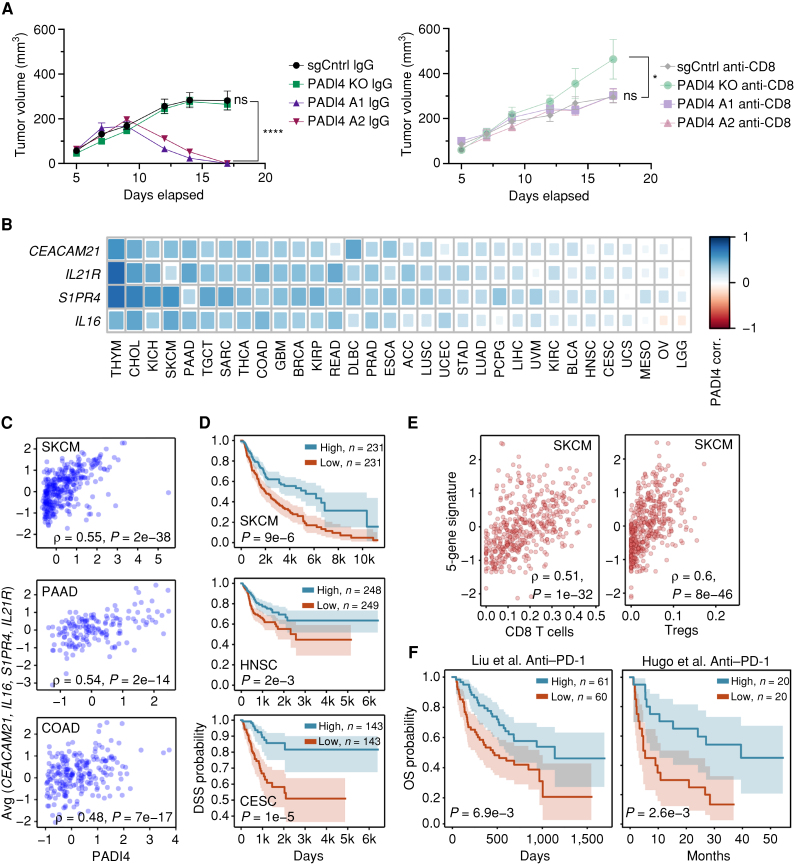 Figure 7. PADI4 suppresses tumor growth in an immune-dependent manner; a PADI4 gene signature predicts survival in cancer and response to anti–PD-1. A, Average tumor volumes of tumor-bearing C57Bl/6 mice subcutaneously injected with YUMM1.7 cells expressing CRISPR machinery for sgControl (sgCntrl), PADI4 KO, or two independent pools of CRISPRa activation guides for PADI4. Mice were intraperitoneally injected with IgG (left graph) or anti-CD8 (right graph) prior to tumor injection and once weekly after injection. n = 10 mice per condition. *, P < 0.05; ****, P < 0.0001; ns, not significant, two-tailed unpaired t test with Welch correction. B, Heat map showing the Spearman rank correlation coefficients correlating the gene expression levels of four genes that are impaired for transactivation by Y107H (CEACAM21, IL16, S1PR4, and IL21R) and correlated with PADI4 expression across TCGA cancer types. C, Scatter plots correlating PADI4 (x-axes) with the average (Avg) gene expression level of four genes transactivated by Y107H (y-axes) in TCGA skin cutaneous melanoma (SKCM), pancreatic ductal adenocarcinoma (PAAD), and colon adenocarcinoma (COAD). Spearman rank correlation coefficients and P values are indicated. DSS, disease-specific survival. D, Kaplan–Meier survival curves comparing the survival between patients with a high vs. low (using the median as threshold) 5-gene score (averaging the levels of PADI4, CEACAM21, IL16, S1PR4, and IL21R) in TCGA SKCM, head and neck squamous cell carcinoma (HNSC), and cervical squamous cell carcinoma (CESC). Log-rank P values are indicated. E, Scatter plots correlating CIBERSORT-inferred CD8+ T cells and regulatory T cells (Treg; x-axes) with the 5-gene score (y-axes). Spearman rank correlation coefficients and P values are indicated. F, Kaplan–Meier survival curves comparing the survival between patients with a high vs. low (using the median as threshold) 5-gene score in two melanoma cohorts of patients treated with anti–PD-1. Log-rank P values are indicated. OS, overall survival.