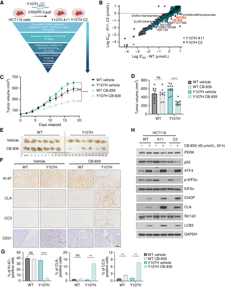 Figure 5. Y107H colorectal cancer cells show increased sensitivity to the glutaminase inhibitor CB-839. A, Schematic of CRISPR generation of HCT116 colorectal cancer cells with the Y107H mutation (clones A11 and C2) and subsequent screen for compounds that induce enhanced loss of viability in Y107H clones. (Created with BioRender.com.) B, Log IC50 of compounds against HCT116 cells with WT p53 or the Y107H clones A11 and C2. Compounds showing significantly increased sensitivity in both Y107H clones are indicated. C, Tumor growth of HCT116 cells with WT p53 or Y107H clone A11 in NSG mice (n = 10–12 per group) after treatment of vehicle or CB-839. After tumors reached 50 mm3, vehicle or CB-839 was administered 2× daily by oral gavage. Linear mixed model estimated difference in decreased tumor growth rate (mm3/day) by treatment with CB-839. ****, P < 0.0001; ns, not significant. D, Final tumor volume, shown as mean volume ± SEM of HCT116 tumors treated with vehicle or CB-839. ****, P < 0.0001; ns, not significant. E, Representative images of HCT116 tumors treated with vehicle or CB-839. F, Representative IHC from HCT116 tumors (n = 3–5 mice per condition) treated with vehicle or CB-839 and stained for the indicated antibodies. Scale bar, 50 μm. G, Percentages of positive cells of IHC HCT116 tumors. Averages ± SEM from at least three random images from n = 3–5 mice per condition. H, HCT116 cells were treated with 40 μmol/L CB-839 for 24 hours and assessed by Western blot for the indicated antibodies. **, P < 0.01; ****, P < 0.0001; ns, not significant, two-tailed unpaired t test with Welch correction.