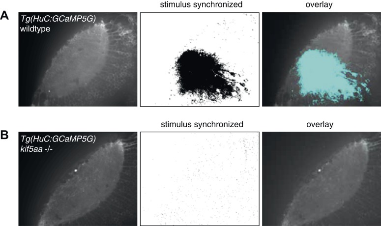 Figure 4—figure supplement 1.