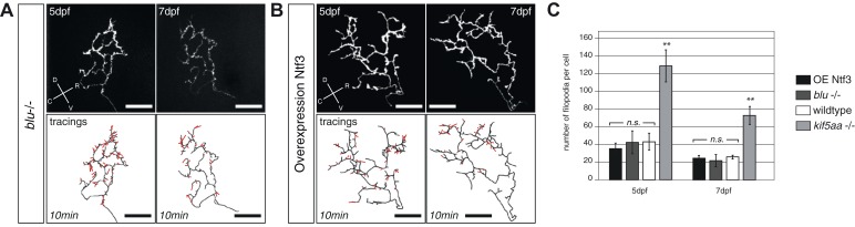 Figure 7—figure supplement 1.