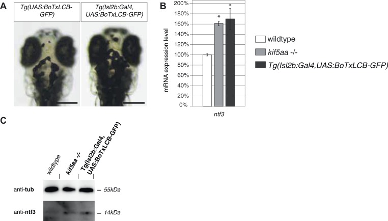 Figure 6—figure supplement 1.