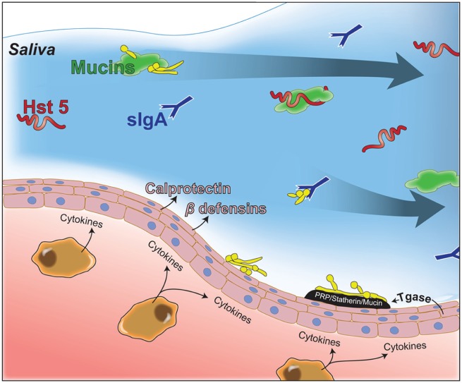 Figure 3.