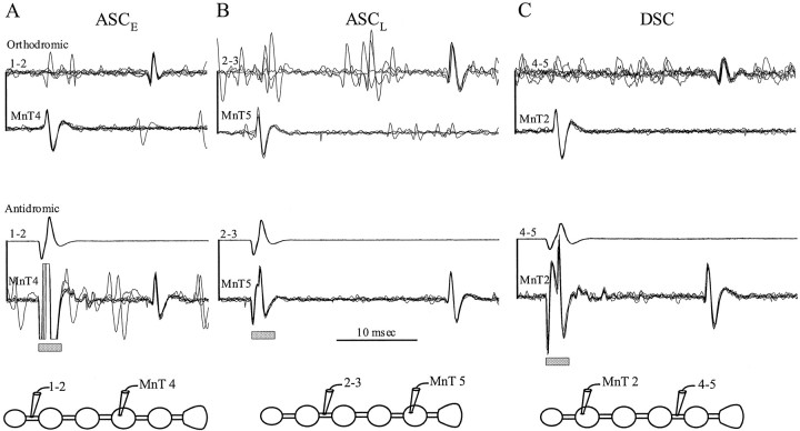 Fig. 5.