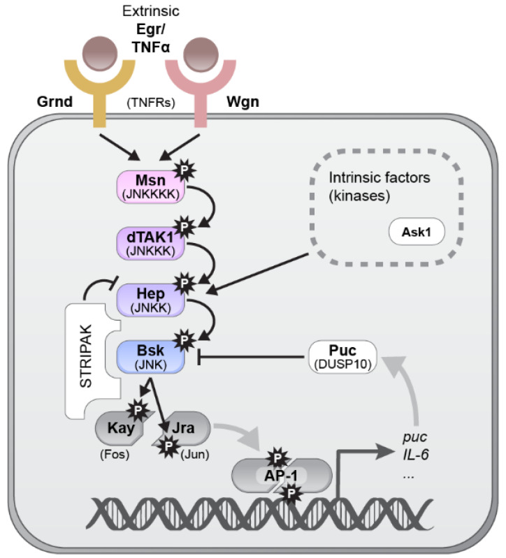 The Emerging Roles of JNK Signaling in Drosophila Stem Cell Homeostasis ...