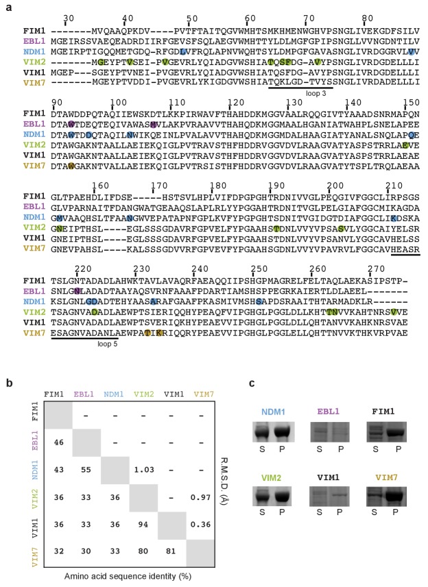 Figure 1—figure supplement 1.