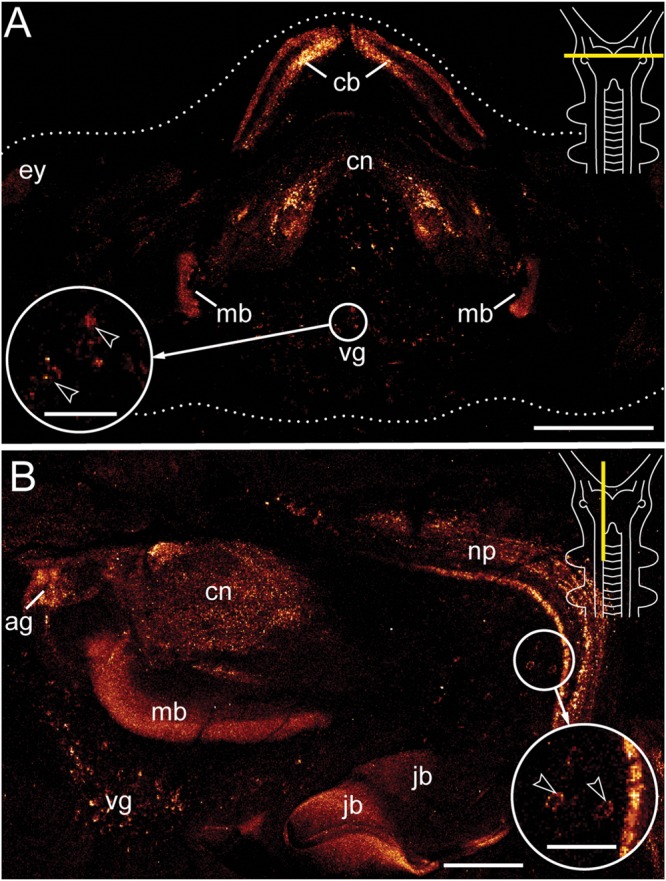 FIGURE 2