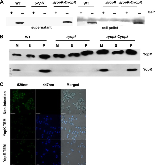 FIG 2