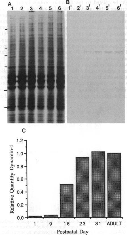 graphic file with name pnas01091-0538-a.jpg