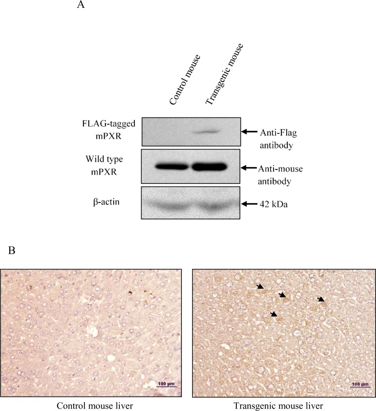 Fig 8