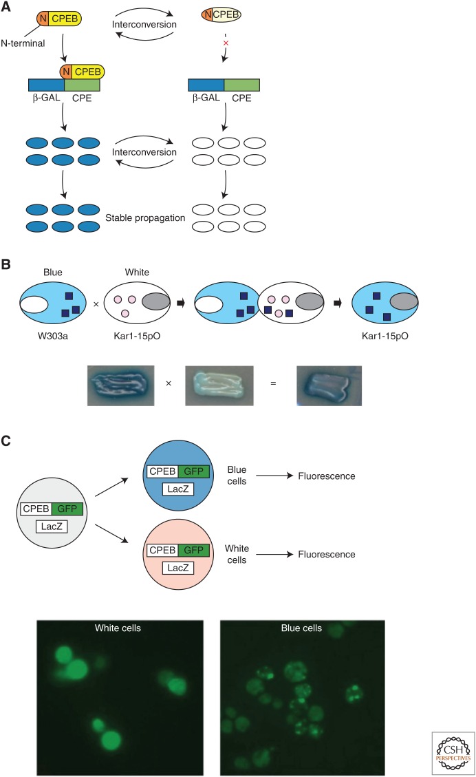 Figure 2.