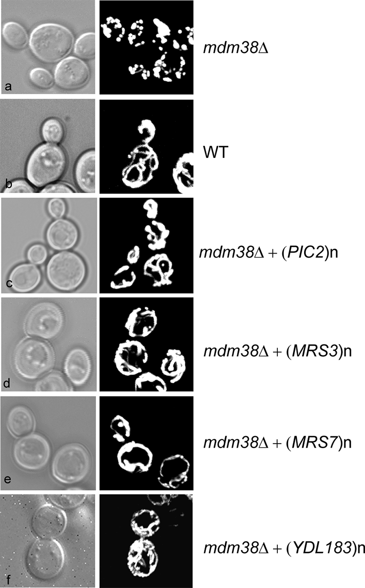 FIGURE 2.