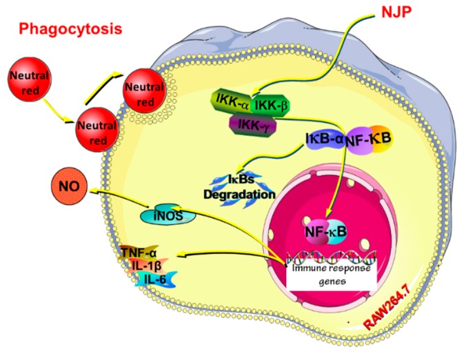 Figure 11