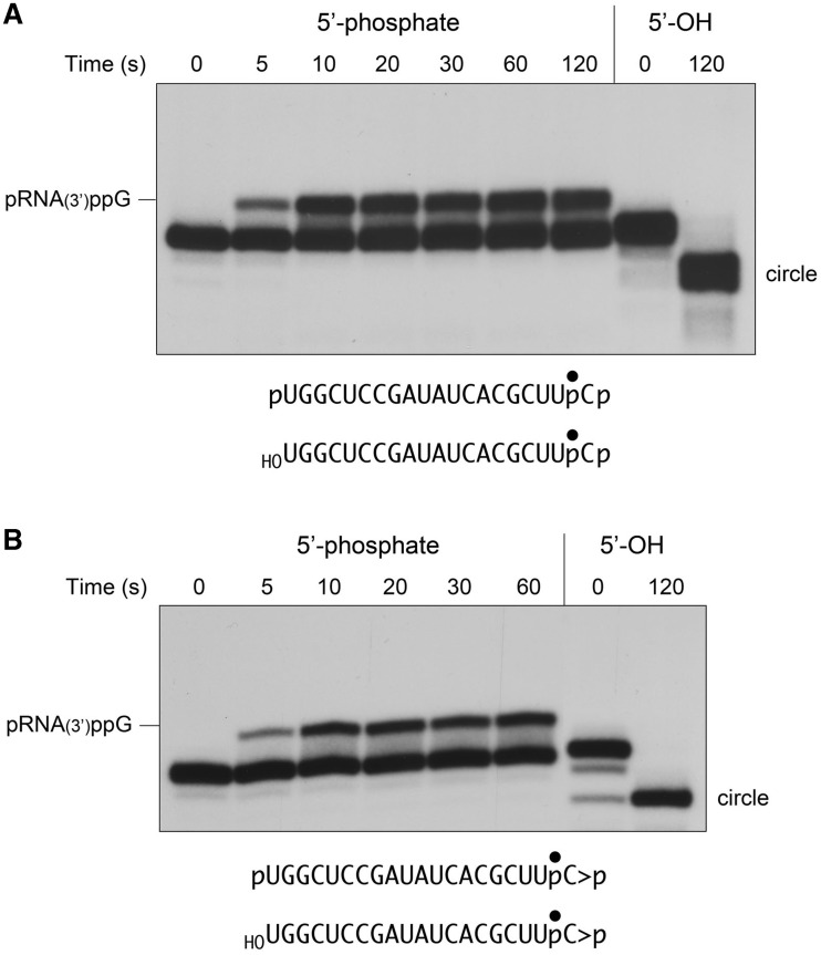 Figure 5.