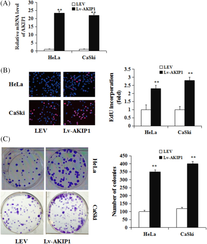 FIGURE 2