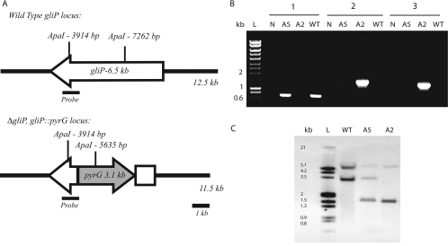 FIG. 1.