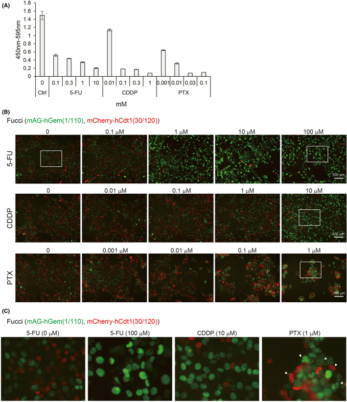 FIGURE 4