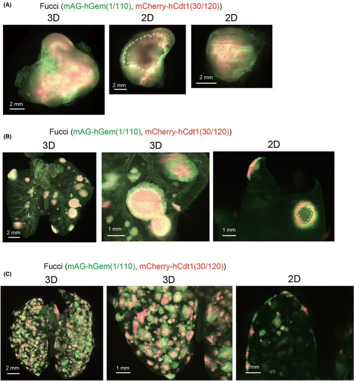 FIGURE 3