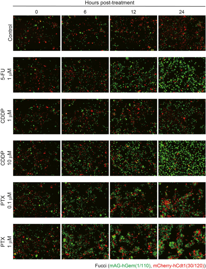 FIGURE 6