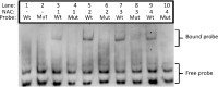 Fig. 8