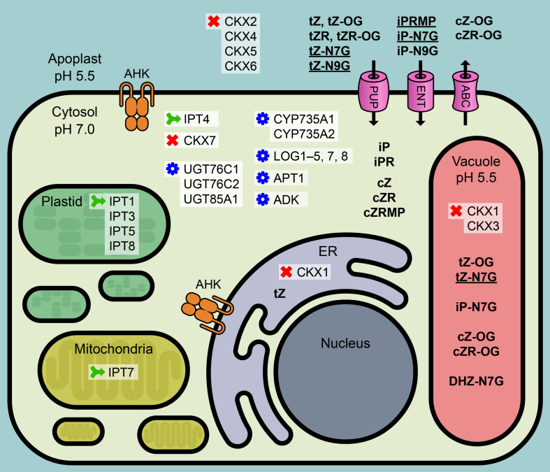 FIGURE 1