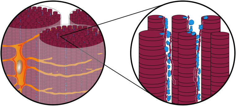 Fig. 5.