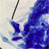 Fig. 7