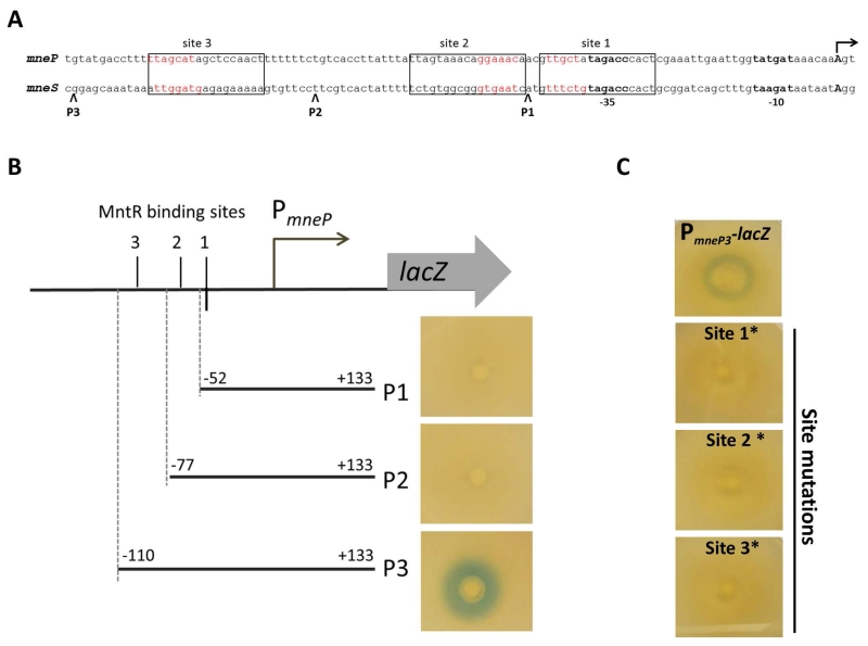 Fig. 6