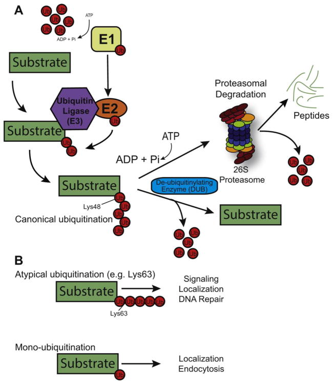 The Role of Ubiquitin Ligases in Cardiac Disease Biology Diagrams
