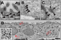 Fig. 6.
