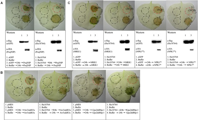 FIGURE 6