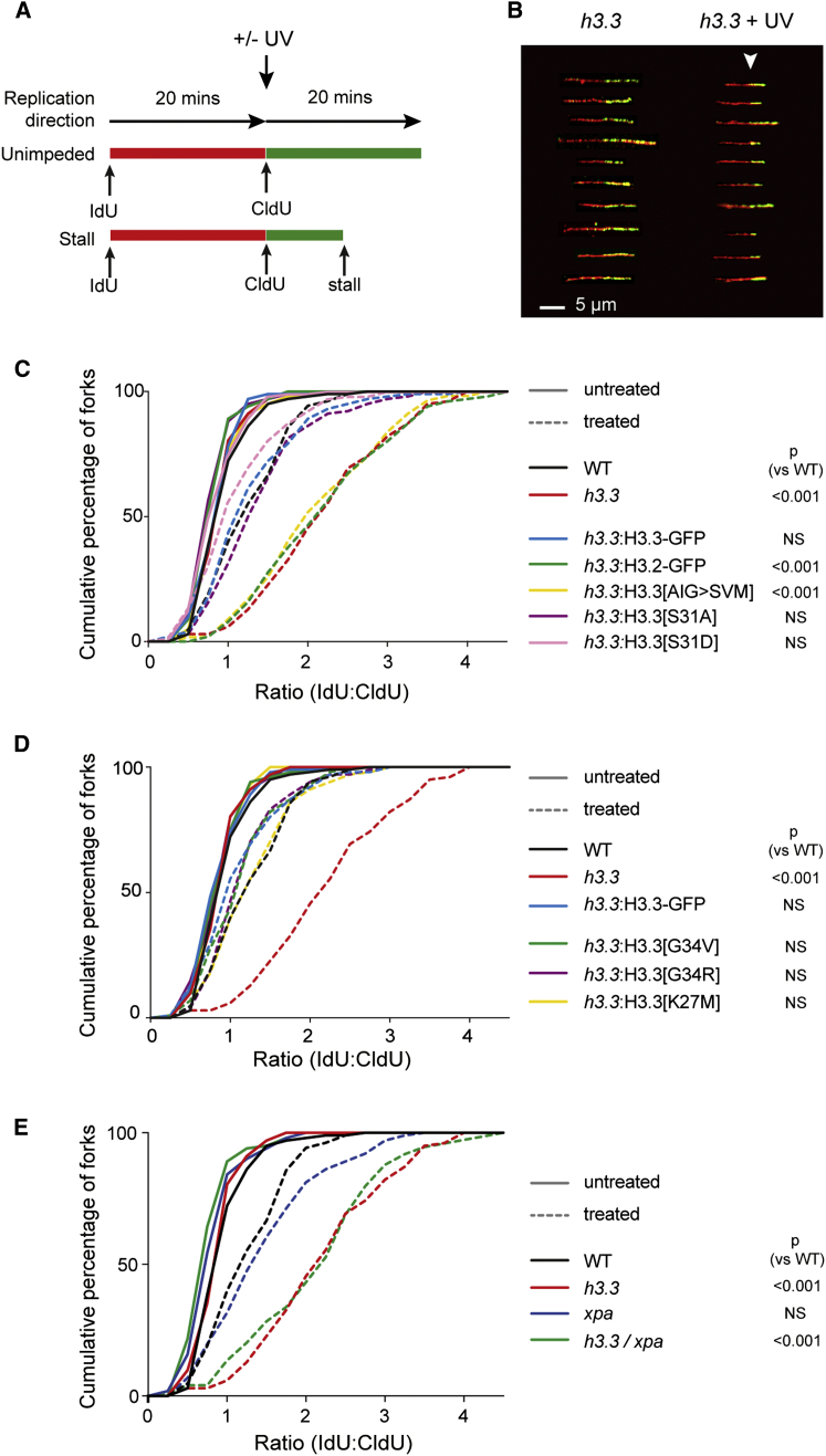 Figure 3