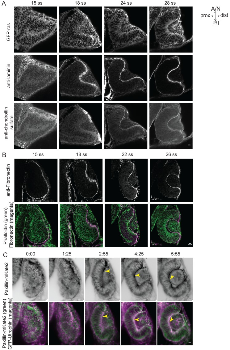 Figure 4—figure supplement 1.